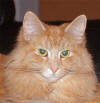 S*Silverbells Goldie,NFO d 23