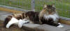 CH N* Balder av Kosepus NFO n 09 22