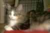 IC Santina Fracci av Hulder (N) NFO n 09 22
