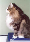 IC Santina Fracci av Hulder (N) NFO n 09 22