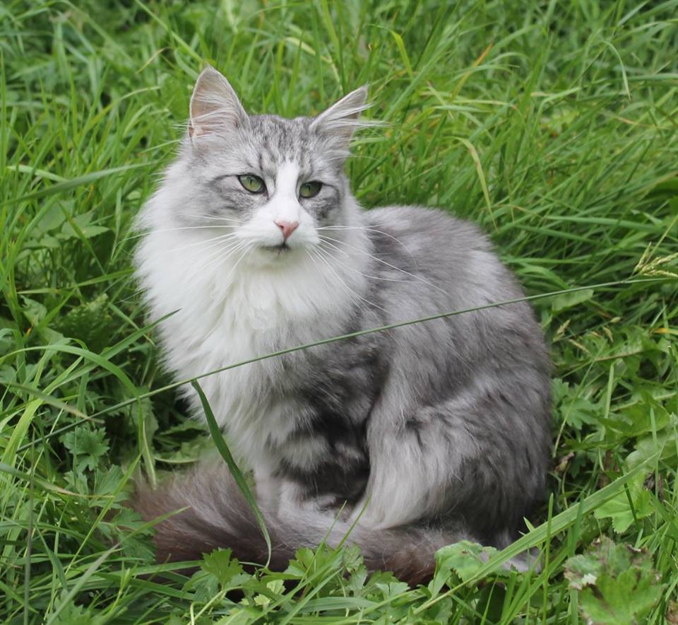 tara